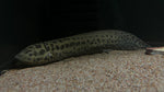 African Lungfish (Protopterus annectens)