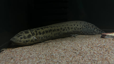 African Lungfish (Protopterus annectens)