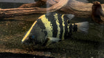 New Guinea Datnoid / NGT (Datnioides campbelli)
