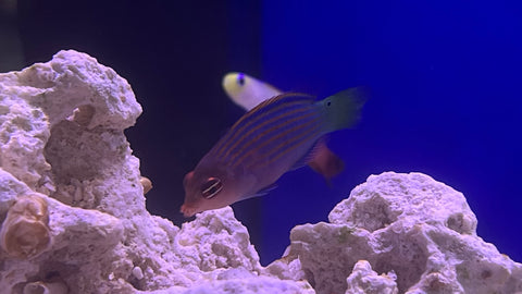 Six Line Wrasse (Pseudocheilinus hexataenia)