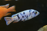 OB Ahli (Sciaenochromis fryeri)