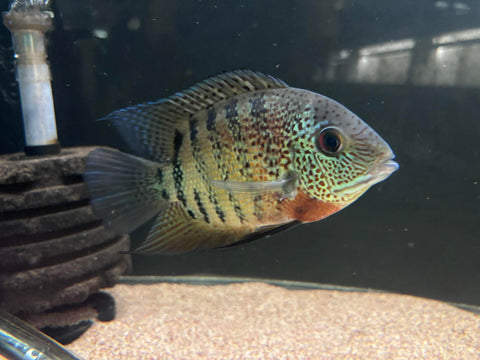 Tiger Severum (Heros severus 'curare')