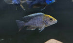 Assorted Peacock Cichlid