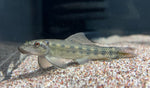 Chinese Algae Eater (Gyrinocheilus aymonieri)