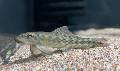 Chinese Algae Eater (Gyrinocheilus aymonieri)