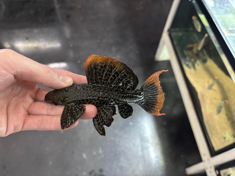 L-600 Leopard Cactus Pleco (Pseudacanthicus leopardus ) - T158 WYSIWYG