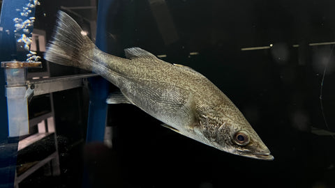 Bigeye Perch (Lates mariae) - CARGO ONLY