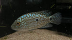 Electric Blue Carpintis Cichlid (Herichtys carpintis) - Small
