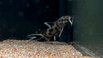 Synodontis polli