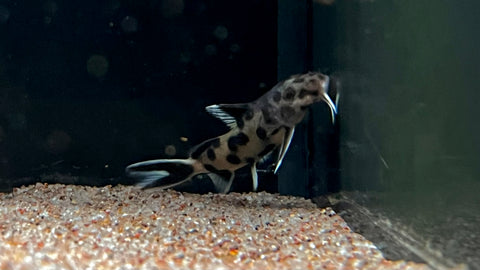 Synodontis polli