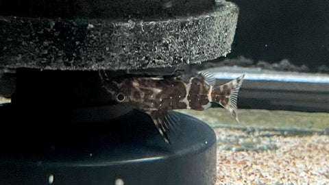 Upside Down Catfish (Synodontis nigriventris)