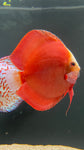 Assorted Discus (Symphysodon sp.) - SHOW SIZE