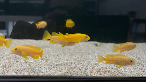 Saulosi Cichlid (Chindongo saulosi)- 10pk