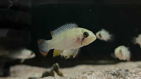 Apistogramma panduro