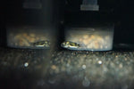 Amazon Puffer (Colomessus asellus)