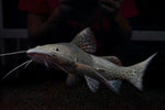 Jau Catfish (Zungaro zungaro) - RARE