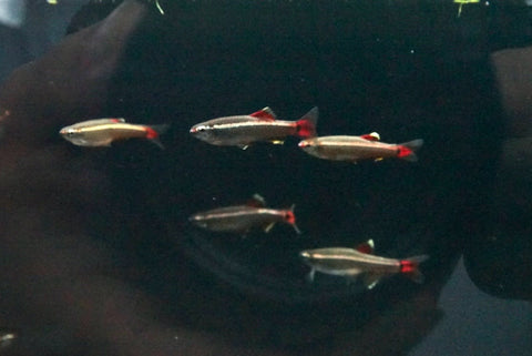White Cloud Minnow (Tanichthys albonubes)