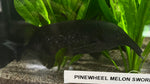 Campylomormyrus cassaicus