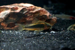 CW10 Orange Laser Cory (Corydoras aeneus "orange laser")