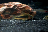 CW10 Orange Laser Cory (Corydoras aeneus "orange laser")