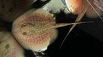 Albino Pearl Stingray (Potamotrygon Jabuti) - Male WYSIWYG