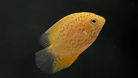 Red Spot Gold Severum (Heros efasciatus)
