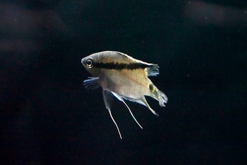 Festivum Cichlid (Mesonauta festivus)