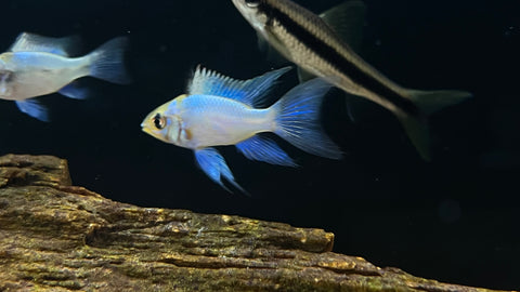 Electric Blue Ram (Mikrogeophagus ramirezi)