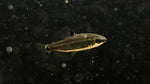 Green Dwarf Distichodus (Distichodus teugelsi)