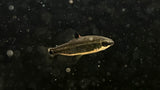 Green Dwarf Distichodus (Distichodus teugelsi)
