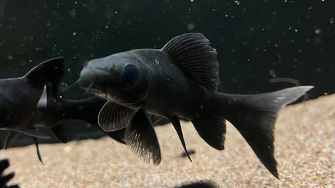 Black Shark (Labeo chrysophekadion) – The Waterfront SLC