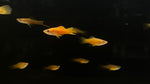 Brick Swordtail (Xiphophuros helleri)