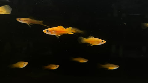 Brick Swordtail (Xiphophuros helleri)