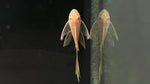 Longfin Blue Eye Lemon Bristlenose Pleco (Ancistrus sp. "BEL")
