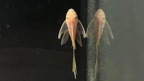 Longfin Blue Eye Lemon Bristlenose Pleco (Ancistrus sp. "BEL")
