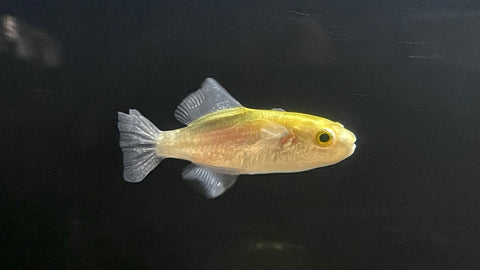Avocado Puffer Fish (Auriglobus Modestus)