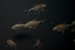 African Red Cap Moon tetra (Bathyaethiops breuseghemi)