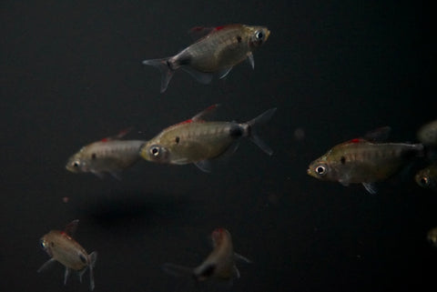 African Red Cap Moon tetra (Bathyaethiops breuseghemi)