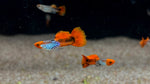 Snakeskin Koi Guppy (Poecilia reticulata) - PAIR
