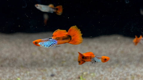 Snakeskin Koi Guppy (Poecilia reticulata) - PAIR
