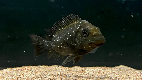 Petrochromis trewavasae