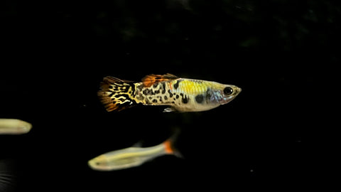 Vienna Guppy (Poecilia reticulata) - Pair