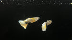 Half Black Yellow Guppy (Poeciliareticulata) - Pair