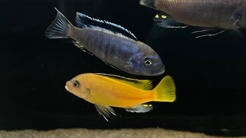 Msobo Magunga Cichlid(Metriaclima sp. msobo)