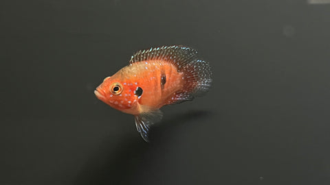 Balloon Jewel Cichlid (Hemichromis sp.)
