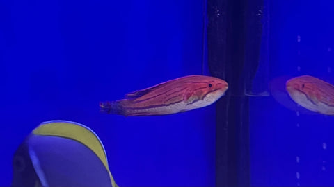 Carpenter's Flasher Wrasse (Paracheilinus carpenteri)