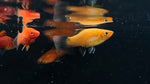 Red Wag Platy (Xiphophorus maculatus)