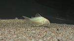 Albino Cory (Corydoras aeneus)