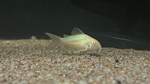 Albino Cory (Corydoras aeneus)