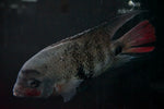 Black Belt Cichlid (Vieja maculicauda)